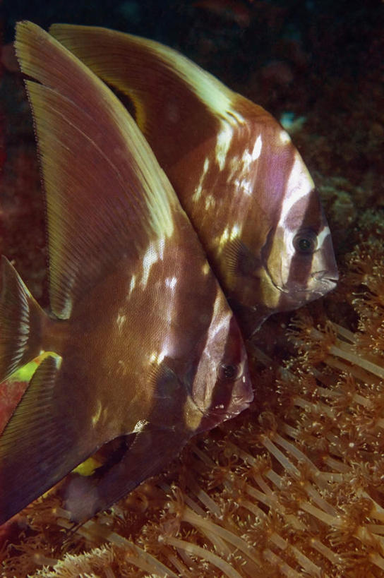 游泳,无人,竖图,室外,白天,侧面,旅游,度假,海底,水下,海浪,海洋,礁石,石头,美景,神仙鱼,印度尼西亚,印尼,亚洲,两条,鱼,石子,景观,浪花,水底,注视,娱乐,鱼类,海洋生物,自然,海水,观察,看,享受,休闲,景色,放松,海底世界,东南亚,观看,察看,关注,自然风光,水生动物,水生物,海景,海底动物,印度尼西亚共和国,北苏拉威西省,苏拉威西岛,泅水,小鳍帆鱼,西里伯斯岛,拍浮,大海,风浪,海,海床,海水的波动,礁,近岸浪,石块,岩石,涌浪,燕鱼,半身,彩图,尖翅燕鱼