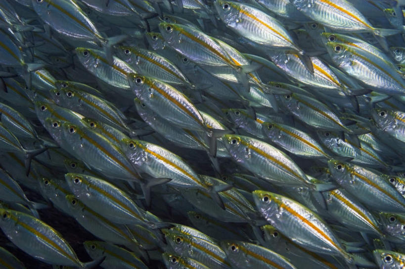 游泳,无人,横图,俯视,室外,白天,旅游,度假,海底,水下,海浪,海洋,礁石,石头,美景,巴布亚新几内亚,一群,许多,鱼,石子,景观,浪花,水底,很多,娱乐,鱼类,海洋生物,黑色,自然,海水,享受,休闲,景色,放松,海底世界,鲹鱼,自然风光,水生动物,大洋洲,水生物,海景,海底动物,鲹,泅水,拍浮,巴布亚新几内亚独立国,大海,风浪,海,海床,海水的波动,礁,近岸浪,石块,岩石,涌浪,半身,彩图,高角度拍摄,巴托洛若鲹