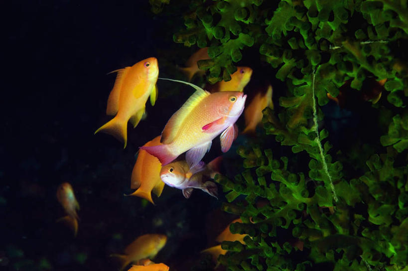 游泳,海鲜,无人,横图,室外,白天,正面,旅游,度假,海底,水下,海浪,海洋,礁石,石头,美景,印度尼西亚,印尼,亚洲,许多,鱼,石子,景观,浪花,水底,很多,注视,娱乐,水产,鱼类,海洋生物,自然,海水,观察,看,享受,休闲,景色,放松,海底世界,东南亚,观看,鲈鱼,察看,关注,自然风光,水生动物,海产品,水生物,海景,海底动物,印度尼西亚共和国,北苏拉威西省,苏拉威西岛,泅水,西里伯斯岛,拍浮,金拟花鮨,大海,风浪,海,海床,海水的波动,礁,近岸浪,石块,岩石,涌浪,半身,彩图,刺盖拟花鲈,金花鲈,金花脂