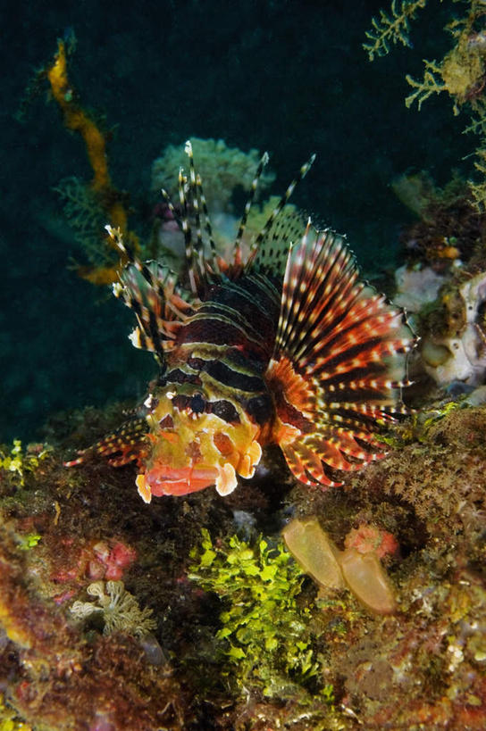 游泳,无人,竖图,室外,白天,正面,旅游,度假,海底,水下,海浪,海洋,礁石,石头,美景,印度尼西亚,印尼,亚洲,石子,景观,浪花,水底,注视,娱乐,海洋生物,无脊椎动物,自然,海水,观察,看,享受,休闲,景色,放松,海底世界,东南亚,观看,腔肠动物,狮子鱼,察看,关注,自然风光,水生动物,水生物,海景,海底动物,蓑鲉,印度尼西亚共和国,北苏拉威西省,苏拉威西岛,泅水,伤害,西里伯斯岛,珊瑚虫,拍浮,毒物,危险,大海,风浪,海,海床,海水的波动,礁,近岸浪,石块,岩石,涌浪,彩图,全身