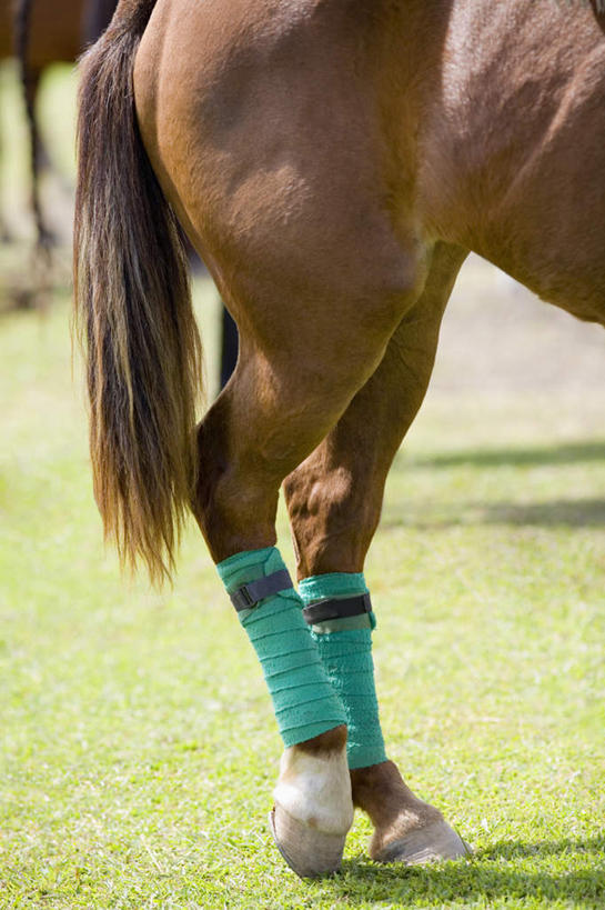 无人,站,竖图,室外,白天,侧面,草地,草坪,植物,马,野生动物,纱布,一匹,草,绿色,动物,站着,治疗,运输,牲畜,固定,医疗,止血,绷带,站立,半身,彩图