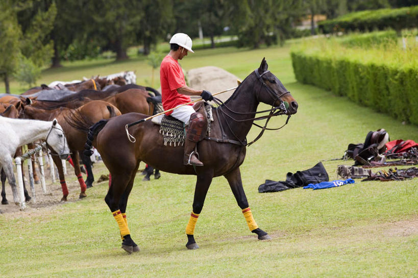 西方人,一个人,坐,横图,室外,白天,侧面,运动服,锻炼,旅游,度假,运动,草地,草坪,植物,马,野生动物,帽子,欧洲,欧洲人,仅一个男性,仅一个人,服装,环保,头盔,防护,注视,娱乐,运动器械,草,树,树木,仅一个年轻男性,衣服,绿色,自然,动物,安全帽,观察,看,享受,休闲,健身器械,放松,运输,服饰,牲畜,生长,成长,观看,察看,衣着,穿着,关注,美好,美妙,室外运动,间隔,健身器材,户外运动,马球,美观,雅观,衣饰,打毬,击鞠,绿篱,生篱,树篱,植篱,男人,男性,年轻男性,白种人,坐着,彩图,全身,健身,运动器材,运动装