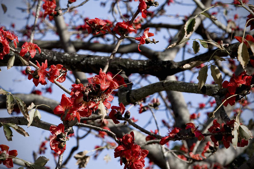 无人,横图,室外,特写,白天,仰视,旅游,度假,美景,植物,城市,美国,阴影,盛开,光线,影子,景观,花蕾,娱乐,花,花瓣,花朵,鲜花,树,树木,蓝色,绿色,蓝天,天空,阳光,自然,天,花苞,花蕊,享受,休闲,景色,放松,生长,晴朗,成长,北美,北美洲,自然风光,美洲,佛罗里达,佛罗里达州,佛州,阳光州,万里无云,圣彼得堡,北亚美利加洲,亚美利加洲,晴空,晴空万里,彩图,低角度拍摄,圣彼得斯堡