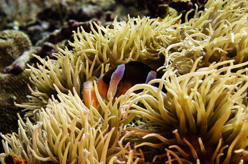 无人,横图,室外,白天,正面,旅游,度假,海底,水下,美景,海葵,印度尼西亚,印尼,亚洲,鱼,景观,水底,娱乐,小丑鱼,鱼类,海洋生物,无脊椎动物,自然,两只,享受,休闲,景色,放松,海底世界,东南亚,腔肠动物,自然风光,海葵鱼,印度尼西亚共和国,苏拉威西岛,三带双锯鱼,双锯鱼,西里伯斯岛,海床,彩图,全身