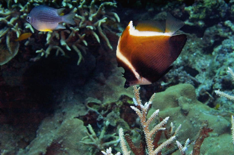 游泳,无人,横图,室外,白天,正面,旅游,度假,海底,水下,美景,巴布亚新几内亚,两条,鱼,珊瑚,景观,水底,娱乐,珊瑚礁,鱼类,海洋生物,自然,享受,休闲,景色,放松,海底世界,自然风光,水生动物,大洋洲,水生物,海底动物,海底礁,泅水,拍浮,巴布亚新几内亚独立国,长鳍关刀,蝶鱼,黑白关刀,黑白关刀鱼,马夫鱼,旗珊瑚鱼,头巾蝶鱼,海床,礁,岩石,彩图,全身,咖啡关刀,白带马夫鱼