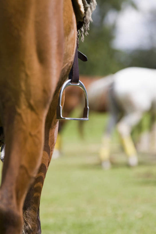 无人,站,竖图,室外,特写,白天,正面,草地,草坪,美景,植物,马,野生动物,金属制品,朦胧,模糊,金属,景观,草,树,树木,绿色,自然,动物,站着,景色,运输,牲畜,生长,成长,自然风光,三匹,马具,马镫,站立,半身,彩图