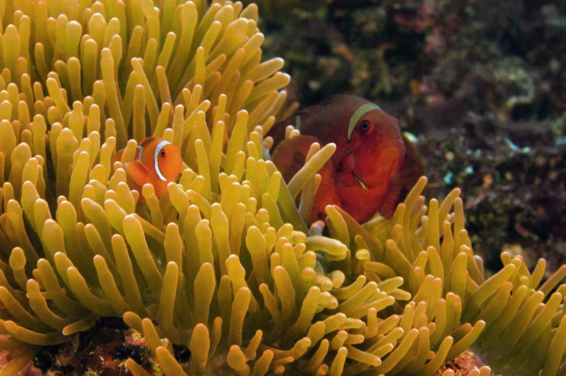 游泳,无人,横图,室外,白天,正面,旅游,度假,海底,水下,美景,海葵,印度尼西亚,印尼,亚洲,两条,鱼,景观,水底,娱乐,小丑鱼,鱼类,海洋生物,无脊椎动物,自然,享受,休闲,景色,放松,海底世界,东南亚,腔肠动物,自然风光,海葵鱼,印度尼西亚共和国,苏拉威西岛,泅水,三带双锯鱼,双锯鱼,西里伯斯岛,拍浮,海床,彩图,全身