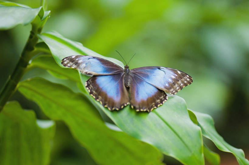 无人,横图,俯视,室外,特写,白天,旅游,度假,美景,蝴蝶,叶子,伸展,张开,展翅,朦胧,模糊,翅膀,昆虫,景观,绿叶,停留,娱乐,一只,自然,动物,享受,休闲,嫩叶,景色,放松,蓝闪蝶,闪蝶,停止,自然风光,益虫,张开翅膀,蓝摩尔福蝶,逗留,停顿,展开翅膀,叶,叶片,彩图,高角度拍摄,全身