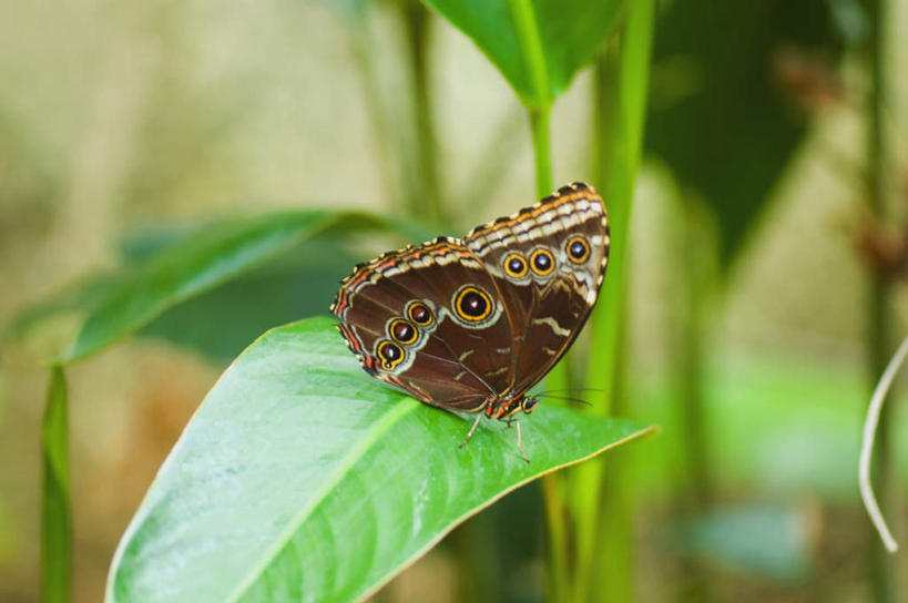 无人,横图,俯视,室外,特写,白天,旅游,度假,美景,蝴蝶,叶子,伸展,张开,展翅,朦胧,模糊,翅膀,昆虫,景观,绿叶,停留,娱乐,一只,自然,动物,享受,休闲,嫩叶,景色,放松,蓝闪蝶,闪蝶,停止,自然风光,益虫,张开翅膀,蓝摩尔福蝶,逗留,停顿,展开翅膀,叶,叶片,彩图,高角度拍摄,全身