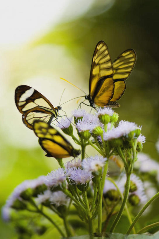 无人,竖图,俯视,室外,特写,白天,旅游,度假,美景,植物,蝴蝶,叶子,阴影,朦胧,模糊,盛开,光线,昆虫,纹理,影子,景观,绿叶,花蕾,停留,娱乐,花,花瓣,花朵,鲜花,绿色,阳光,自然,动物,花苞,花蕊,两只,享受,休闲,嫩叶,景色,放松,蛱蝶,停止,自然风光,益虫,肌理,四足蝶,逗留,停顿,透翅蝶,叶,叶片,叶脉,彩图,高角度拍摄,全身