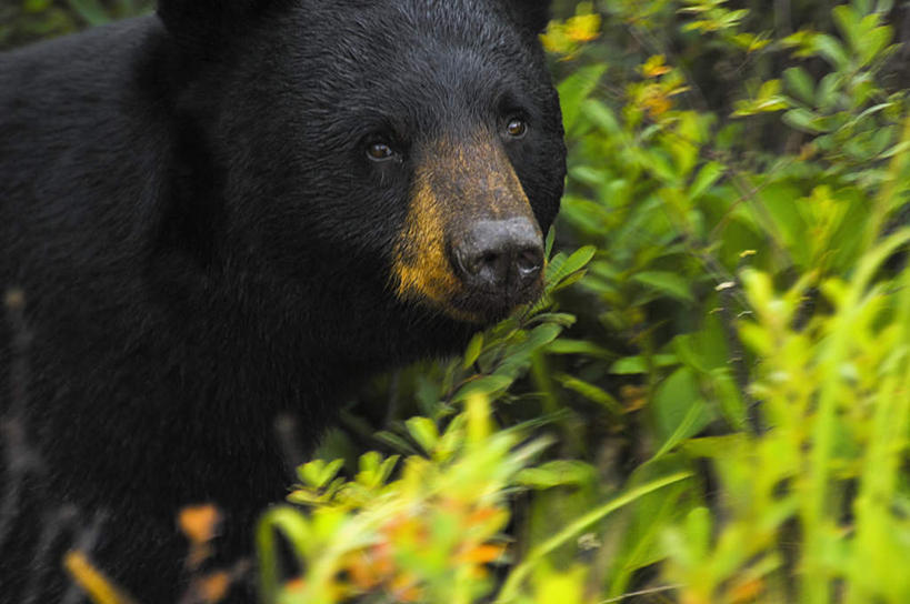 头,无人,站,横图,室外,特写,白天,正面,旅游,度假,美景,森林,树林,植物,野生动物,熊,黑熊,叶子,朦胧,模糊,景观,绿叶,注视,娱乐,树,树木,一只,绿色,黑色,自然,动物,观察,看,站着,享受,休闲,嫩叶,景色,放松,生长,成长,观看,察看,关注,自然风光,凶猛,黑瞎子,熊瞎子,残暴,凶残,头部,叶,叶片,站立,半身,彩图