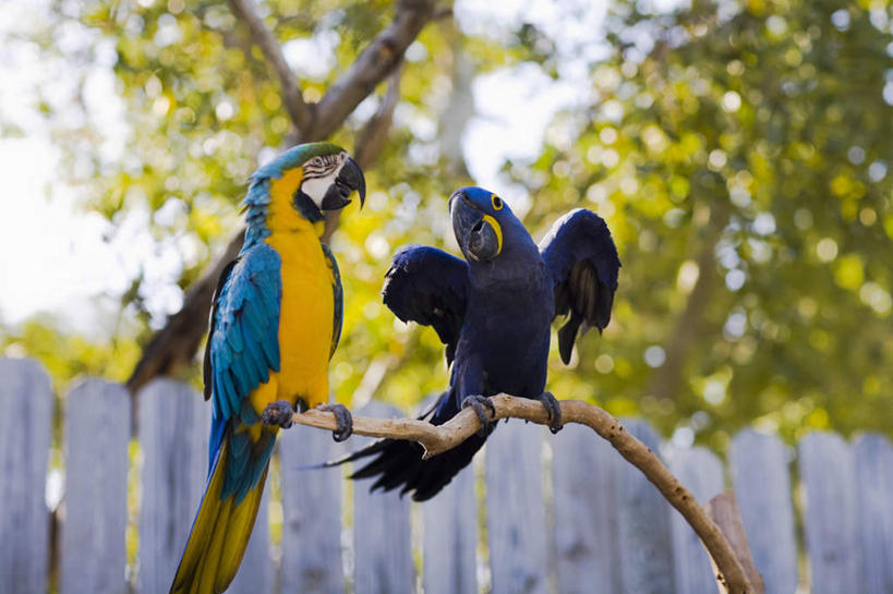 无人,栏杆,站,横图,室外,白天,正面,旅游,度假,美景,植物,鸟,鹦鹉,美国,伸展,张开,展翅,阴影,朦胧,模糊,光线,翅膀,鸟类,影子,栅栏,景观,篱笆,围栏,注视,娱乐,护栏,树,树木,绿色,阳光,自然,动物,观察,看,站着,两只,享受,休闲,景色,放松,可爱,活泼,生长,成长,观看,察看,金刚鹦鹉,北美,北美洲,关注,自然风光,美洲,张开翅膀,佛罗里达,佛罗里达州,佛州,阳光州,北亚美利加洲,亚美利加洲,观赏鸟,黄蓝金刚鹦鹉,蓝黄金刚鹦鹉,展开翅膀,紫蓝金刚鹦鹉,佛罗里达半岛,站立,彩图,全身,佛罗里达群岛,风信子金刚鹦鹉,蓝紫金刚鹦鹉,琉璃金刚鹦鹉