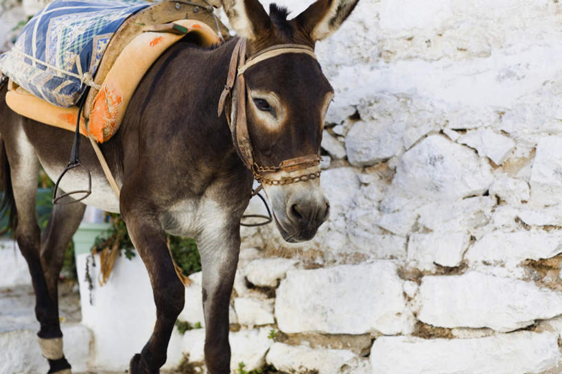 无人,站,横图,俯视,室外,白天,希腊,欧洲,墙,注视,墙壁,墙面,座位,马鞍,一只,动物,观察,看,站着,家畜,牲畜,观看,察看,关注,驴,多德卡尼斯群岛,希腊共和国,罗德岛,驴子,马具,站立,半身,彩图,高角度拍摄