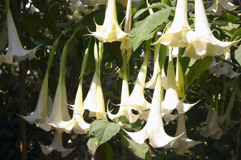 无人,横图,室外,特写,白天,正面,美景,叶子,老挝,亚洲,阴影,朦胧,模糊,盛开,光线,影子,景观,绿叶,花蕾,花,花瓣,花朵,鲜花,白色,阳光,自然,花苞,花蕊,嫩叶,景色,东南亚,自然风光,老挝人民民主共和国,琅勃拉邦省,叶,叶片,彩图