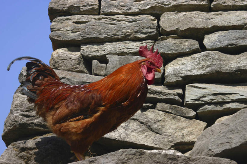 无人,站,横图,室外,特写,白天,仰视,旅游,度假,石头,美景,鸡,尼泊尔,亚洲,一排,许多,阴影,整齐,光线,石子,影子,景观,注视,娱乐,家禽,排列,一只,蓝色,蓝天,天空,阳光,自然,动物,天,观察,看,站着,享受,休闲,景色,放松,牲畜,晴朗,观看,察看,队列,关注,自然风光,南亚,万里无云,喜马拉雅山脉,安纳普尔纳峰,尼泊尔王国,喜马拉雅山,喜马拉雅,库塘峰,石块,岩石,晴空,晴空万里,站立,彩图,低角度拍摄,全身