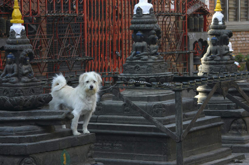 无人,寺庙,站,横图,室外,白天,正面,旅游,度假,名胜古迹,标志建筑,地标,建筑,宠物,狗,雕塑,尼泊尔,亚洲,阴影,节日,遗迹,艺术,装饰,光线,雕刻,雕像,影子,首都,燃烧,注视,古迹,文化,文物,娱乐,建设,古建筑,一只,白色,阳光,动物,香火,工艺品,庙宇,观察,看,祈祷,站着,享受,休闲,健康,旅游胜地,放松,可爱,许愿,宗教,信仰,观看,纪念,祈求,美术,察看,关注,主题,南亚,陈列,古文明,加德满都,忠诚,尼泊尔王国,加都,斯瓦扬布寺,功能,美学,斯瓦扬布山,德满都,斯瓦扬布佛院,斯瓦扬布纳特寺,四眼天神庙,平安,犬,站立,彩图,全身,庙,寺