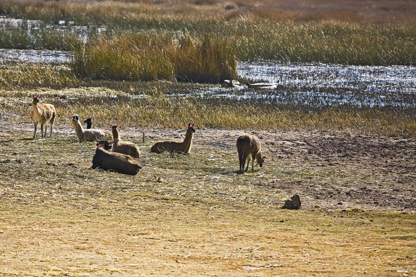 无人,站,吃,横图,室外,白天,正面,旅游,度假,草地,草坪,河流,美景,水,植物,野生动物,秘鲁,弯腰,阴影,光线,影子,河水,景观,水流,注视,娱乐,草,绿色,阳光,自然,动物,低头,观察,看,趴着,站着,享受,休闲,景色,南美,放松,可爱,活泼,观看,察看,南美洲,拉丁美洲,关注,自然风光,羊驼,美洲,秘鲁共和国,普诺,亚美利加洲,弯身,南亚美利加洲,玉米之仓,垂头,驼羊,美洲驼,普诺省,嚼,趴,食,站立,彩图,全身