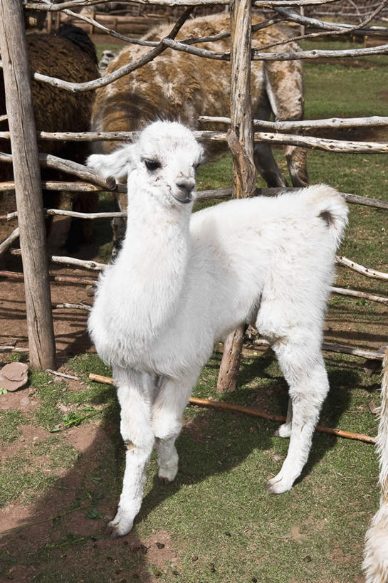 无人,栏杆,站,竖图,室外,白天,正面,旅游,度假,美景,野生动物,秘鲁,阴影,光线,影子,景观,围栏,注视,娱乐,护栏,一只,白色,阳光,自然,动物,观察,看,站着,享受,休闲,景色,南美,放松,可爱,活泼,观看,察看,南美洲,拉丁美洲,关注,自然风光,羊驼,美洲,秘鲁共和国,普诺,亚美利加洲,南亚美利加洲,玉米之仓,驼羊,美洲驼,普诺省,站立,彩图,全身