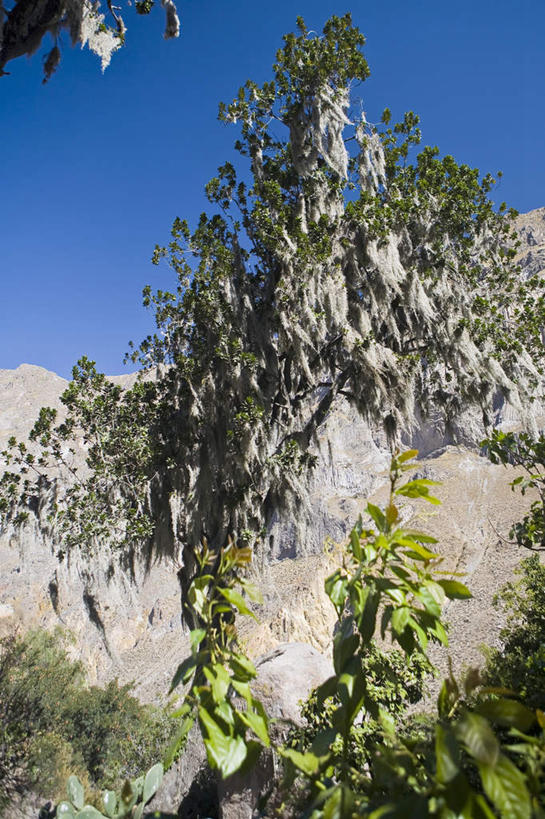 无人,竖图,室外,白天,仰视,旅游,度假,石头,美景,山,山脉,植物,秘鲁,阴影,光线,石子,影子,景观,山峰,山峦,娱乐,树,树木,蓝色,绿色,蓝天,天空,阳光,自然,群山,天,享受,休闲,景色,南美,放松,生长,晴朗,成长,南美洲,拉丁美洲,自然风光,美洲,万里无云,秘鲁共和国,阿雷基帕,亚美利加洲,南亚美利加洲,玉米之仓,阿雷基帕省,石块,岩石,晴空,晴空万里,彩图,低角度拍摄