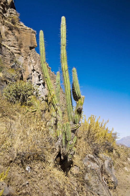 无人,竖图,室外,特写,白天,仰视,旅游,度假,石头,美景,植物,仙人掌,秘鲁,阴影,光线,火焰,石子,影子,景观,草药,娱乐,中药,蓝色,蓝天,天空,阳光,自然,天,享受,休闲,景色,南美,放松,晴朗,南美洲,拉丁美洲,自然风光,美洲,药材,中草药,中药材,本草,万里无云,秘鲁共和国,阿雷基帕,牛舌头,亚美利加洲,南亚美利加洲,玉米之仓,阿雷基帕省,石块,岩石,晴空,晴空万里,玉芙蓉,仙巴掌,火掌,霸王树,彩图,低角度拍摄