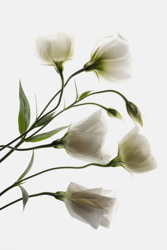 无人,竖图,室内,特写,白天,白色背景,正面,枯萎,盛开,花蕾,花,花瓣,花朵,鲜花,两朵,花苞,花蕊,摄影,影棚,死亡,枯败,彩图,影棚拍摄,拍摄