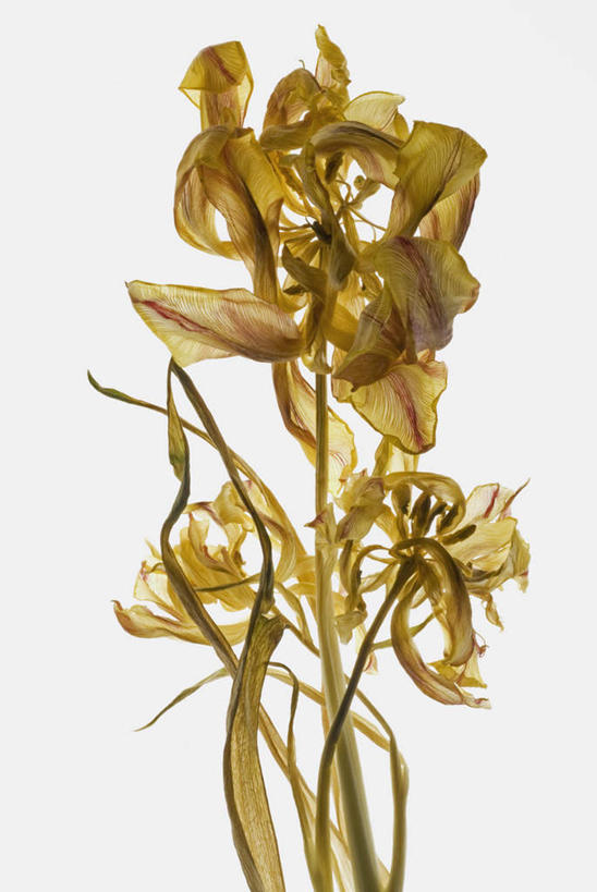 无人,竖图,室内,特写,白天,白色背景,正面,爱情,枯萎,盛开,花蕾,花,花瓣,花朵,鲜花,花苞,花蕊,菊花,摄影,影棚,死亡,吉祥,高洁,长寿,怀恋,清净,真情,寿客,秋菊,枯败,彩图,影棚拍摄,拍摄