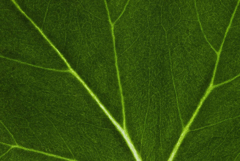 无人,横图,室内,特写,白天,正面,微距,植物,叶子,阴影,新鲜,反射,纹理,影子,绿叶,绿色,嫩叶,青春,生命,和平,安详,肌理,冷色,叶,叶片,叶脉,彩图,微距摄影