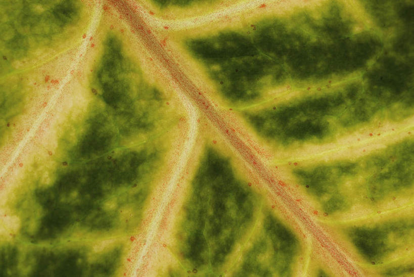 无人,横图,室内,特写,白天,正面,微距,植物,叶子,阴影,反射,纹理,影子,绿叶,绿色,嫩叶,肌理,叶,叶片,叶脉,彩图,微距摄影