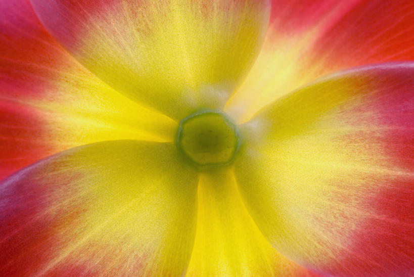 无人,横图,室内,特写,白天,正面,微距,盛开,花蕾,花,花瓣,花朵,鲜花,一朵,黄色,红色,花苞,花蕊,彩图,微距摄影