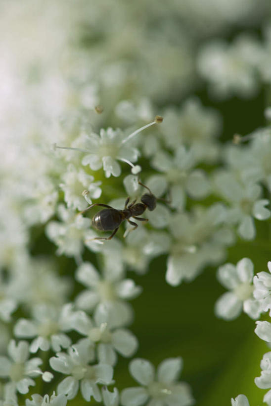 无人,竖图,室外,特写,白天,正面,美景,野生动物,许多,阴影,朦胧,模糊,盛开,光线,昆虫,蚂蚁,影子,景观,花蕾,花,花瓣,花朵,鲜花,白色,阳光,自然,动物,花苞,花蕊,景色,可爱,活泼,自然风光,蚁,玄驹,益虫,半身,彩图