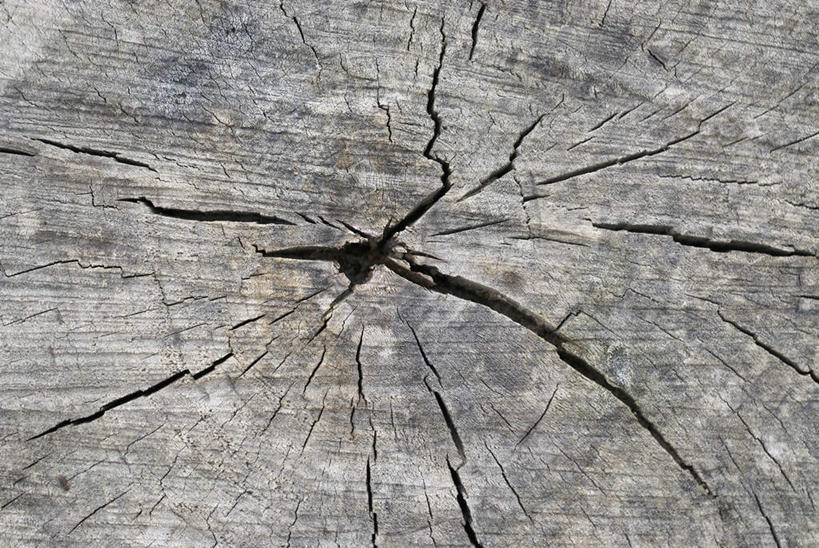 无人,横图,俯视,室外,特写,白天,美景,阴影,光线,影子,景观,树桩,年轮,破坏,破损,树,树干,阳光,自然,木桩,景色,损坏,自然风光,彩图,高角度拍摄