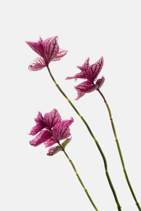 无人,竖图,室内,特写,白天,白色背景,正面,三朵,阴影,盛开,反射,影子,花蕾,花,花瓣,花朵,鲜花,粉色,花苞,花蕊,摄影,影棚,彩图,影棚拍摄,拍摄