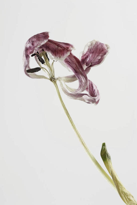 无人,竖图,室内,特写,白天,白色背景,正面,盛开,干枯,花蕾,花,花瓣,花朵,鲜花,干花,花苞,花蕊,摄影,影棚,死亡,干涸,殒命,枯竭,灭亡,彩图,影棚拍摄,拍摄