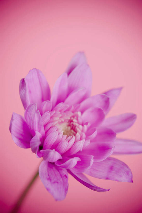 无人,竖图,室内,特写,白天,正面,纯洁,莲花,阴影,粉色背景,朦胧,模糊,盛开,反射,影子,花蕾,花,花瓣,花朵,鲜花,一朵,粉色,花苞,花蕊,摄影,影棚,富贵,神圣,纯净,六月花神,正直,荷花,六月春,藕花,水芙蓉,彩图,影棚拍摄,拍摄