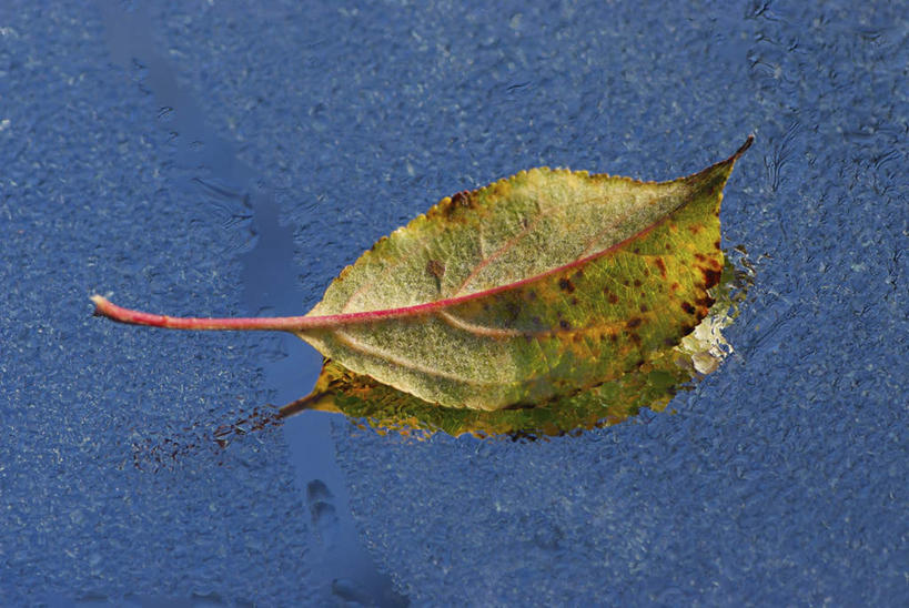 无人,横图,俯视,室外,特写,白天,美景,叶子,一片,阴影,朦胧,模糊,光线,影子,景观,绿叶,阳光,自然,嫩叶,景色,潮湿,自然风光,湿润,叶,叶片,彩图,高角度拍摄