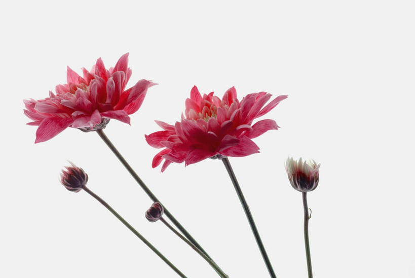 无人,横图,室内,特写,白天,白色背景,正面,盛开,非洲菊,花蕾,花,花瓣,花朵,鲜花,两朵,红色,花苞,花蕊,菊花,摄影,影棚,扶郎花,灯盏花,千日菊,彩图,影棚拍摄,拍摄