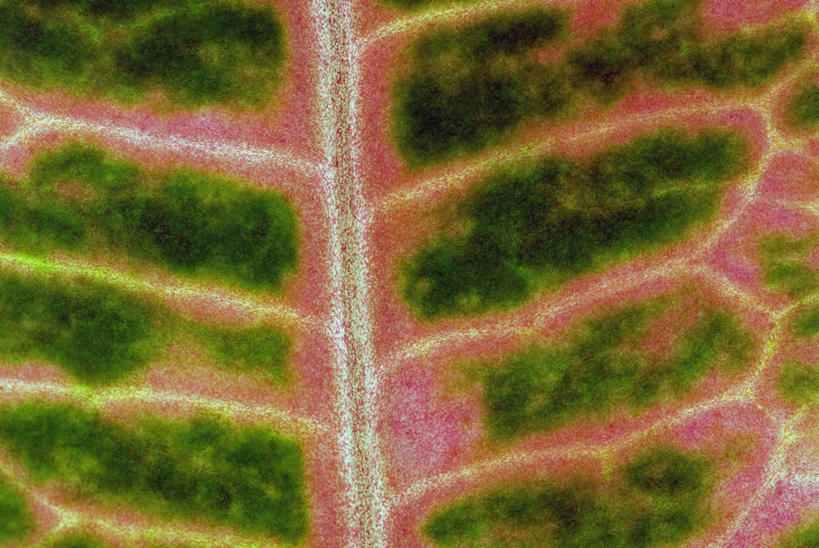 无人,横图,室内,特写,白天,正面,微距,植物,叶子,纹理,绿叶,绿色,嫩叶,肌理,叶,叶片,叶脉,彩图,微距摄影