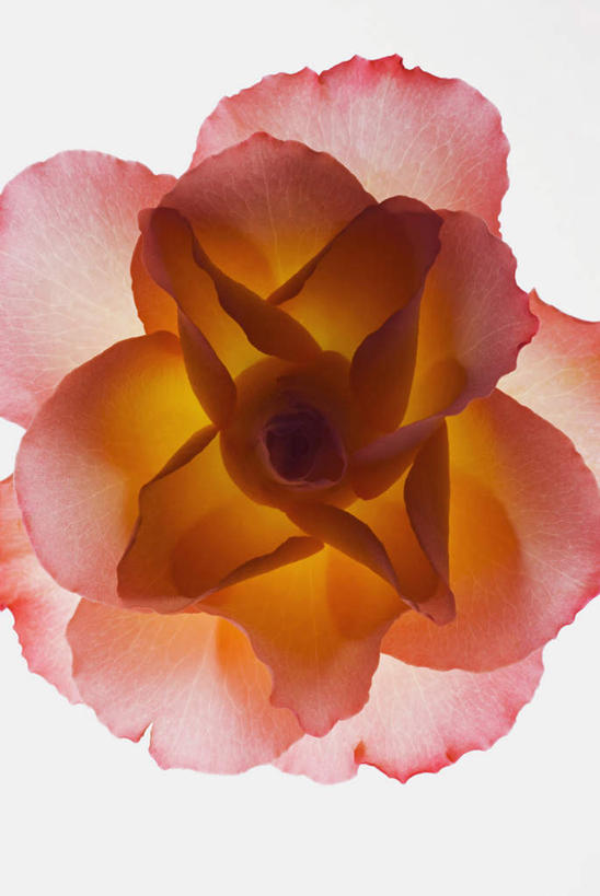 无人,竖图,俯视,室内,特写,白天,白色背景,盛开,朱顶红,花蕾,花,花瓣,花朵,鲜花,一朵,粉色,花苞,花蕊,摄影,影棚,百枝莲,柱顶红,孤挺花,华胄兰,对红,彩图,高角度拍摄,影棚拍摄,拍摄