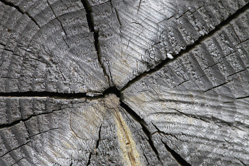 无人,横图,室外,特写,白天,正面,美景,阴影,反射,纹路,纹理,影子,景观,树桩,年轮,破坏,破损,树,树干,自然,木桩,景色,损坏,自然风光,肌理,彩图