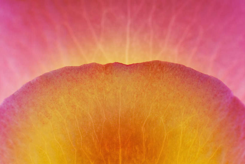 无人,横图,室内,特写,白天,正面,微距,盛开,花蕾,花,花瓣,花朵,鲜花,一朵,粉色,黄色,花苞,花蕊,彩图,微距摄影