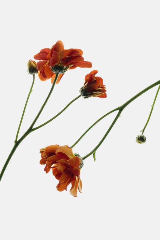 无人,竖图,室内,特写,白天,白色背景,正面,叶子,三朵,盛开,绿叶,花蕾,花,花瓣,花朵,鲜花,粉色,红色,花苞,花蕊,嫩叶,摄影,影棚,叶,叶片,彩图,影棚拍摄,拍摄