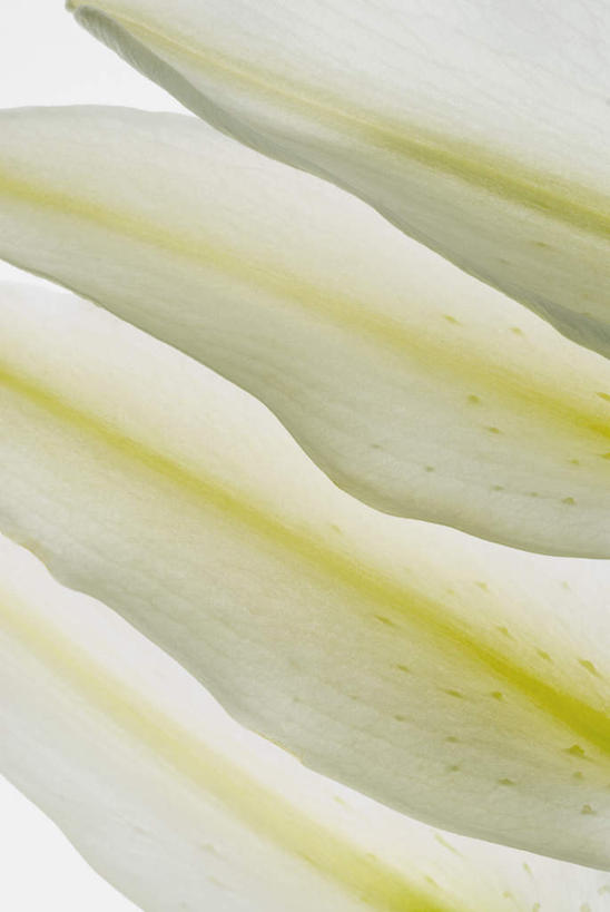 无人,竖图,室内,特写,白天,白色背景,正面,微距,四朵,阴影,盛开,反射,影子,花蕾,花,花瓣,花朵,鲜花,白色,花苞,花蕊,摄影,影棚,彩图,微距摄影,影棚拍摄,拍摄