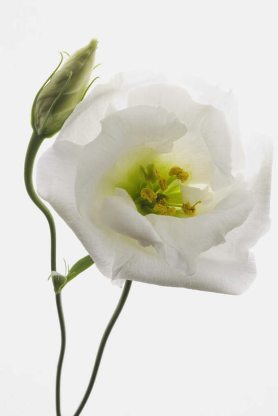 无人,竖图,室内,特写,白天,白色背景,正面,叶子,阴影,盛开,反射,影子,绿叶,花蕾,花,花瓣,花朵,鲜花,一朵,白色,花苞,花蕊,嫩叶,摄影,影棚,夹竹桃,柳叶桃,半年红,叶,叶片,彩图,影棚拍摄,拍摄