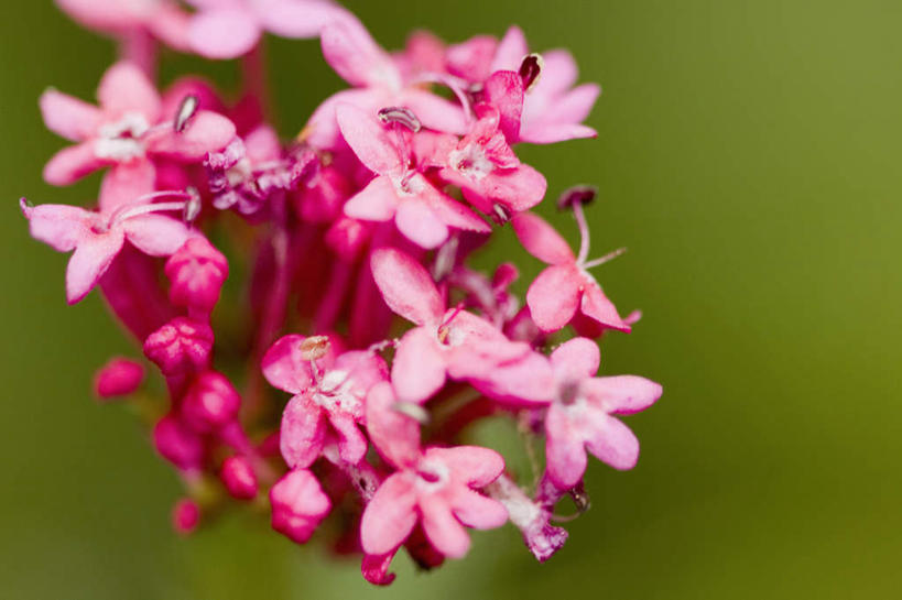 无人,横图,室外,特写,白天,正面,旅游,度假,美景,意大利,欧洲,朦胧,模糊,盛开,景观,花蕾,娱乐,花,花瓣,花朵,鲜花,粉色,自然,花苞,花蕊,享受,休闲,景色,放松,南欧,自然风光,意大利共和国,利古里亚,利古里亚大区,五渔村,五乡地,彩图