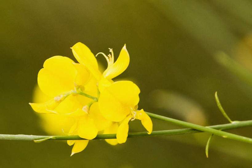 无人,横图,室外,特写,白天,正面,旅游,度假,美景,意大利,欧洲,朦胧,模糊,盛开,景观,花蕾,娱乐,花,花瓣,花朵,鲜花,一朵,黄色,自然,花苞,花蕊,享受,休闲,景色,放松,南欧,自然风光,意大利共和国,利古里亚,利古里亚大区,五渔村,五乡地,彩图