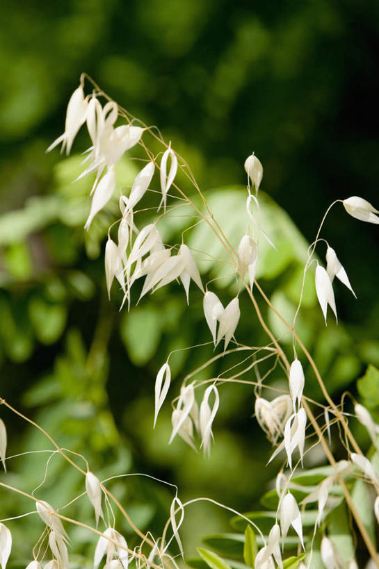 无人,竖图,室外,特写,白天,正面,旅游,度假,美景,植物,叶子,意大利,欧洲,阴影,朦胧,模糊,光线,影子,景观,绿叶,娱乐,绿色,阳光,自然,享受,休闲,嫩叶,景色,放松,生长,成长,南欧,自然风光,意大利共和国,拉斯佩齐亚,利古里亚,利古里亚大区,叶,叶片,彩图