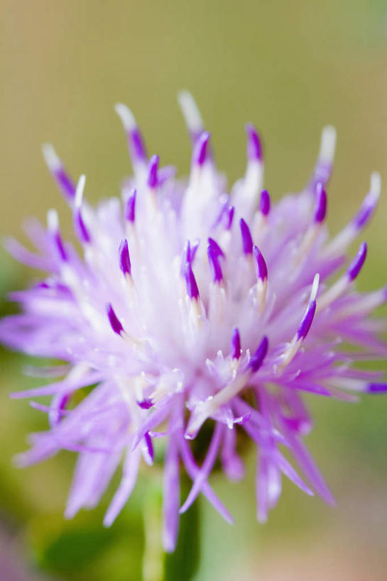 无人,竖图,室外,特写,白天,正面,旅游,度假,美景,意大利,欧洲,朦胧,模糊,盛开,景观,花蕾,娱乐,花,花瓣,花朵,鲜花,一朵,粉色,自然,花苞,花蕊,享受,休闲,景色,放松,南欧,自然风光,意大利共和国,利古里亚,利古里亚大区,五渔村,五乡地,彩图