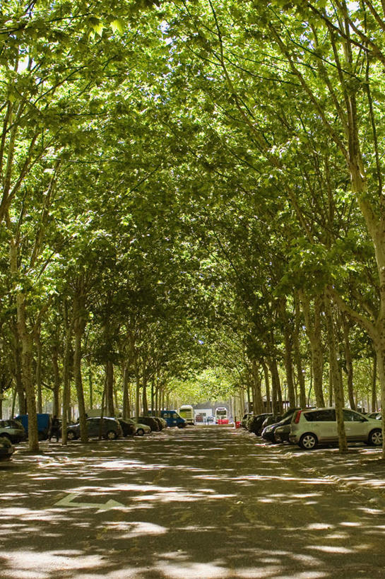 无人,停车场,竖图,室外,白天,正面,度假,美景,树林,植物,城市风光,城市,道路,路,法国,欧洲,阴影,光线,影子,景观,小路,交通,娱乐,树,树木,绿色,阳光,自然,享受,休闲,景色,放松,生长,成长,法兰西共和国,首府,波尔多,梅花广场,阿基坦,法兰西第五共和国,亚魁当,波尔多市,阿基坦大区,彩图,泊车场