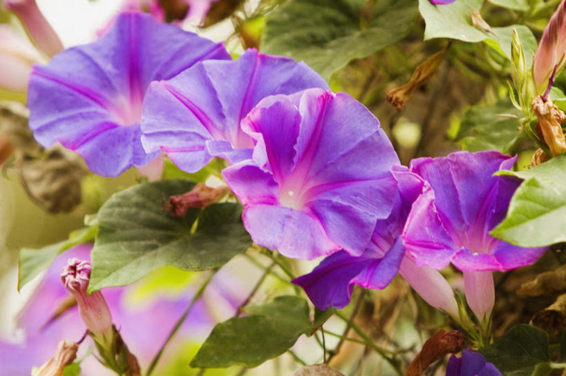 无人,横图,室外,特写,白天,正面,爱情,旅游,度假,花海,花圃,美景,植物,喇叭花,叶子,意大利,欧洲,朦胧,模糊,盛开,景观,绿叶,花蕾,娱乐,花,花瓣,花朵,花卉,鲜花,绿色,紫色,自然,花丛,花束,花田,花苞,花蕊,享受,休闲,嫩叶,景色,放松,虚幻,南欧,自然风光,意大利共和国,坎帕尼亚,阿马尔菲海岸,阿玛尔菲海岸,永恒,牵牛,牵牛子,勤娘子,碧冬茄,朝颜花,灵芝牡丹,冷静,阿玛菲海岸,坎帕尼亚大区,阿玛菲海岸风景区,波西塔诺,波西塔诺小镇,牵牛花,叶,叶片,彩图