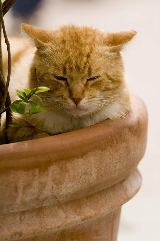 无人,坐,闭眼,睡,竖图,室外,特写,白天,正面,旅游,度假,美景,植物,宠物,猫,叶子,意大利,欧洲,朦胧,模糊,盆栽,景观,绿叶,盆景,娱乐,一只,绿色,自然,动物,享受,休闲,嫩叶,景色,放松,可爱,生长,成长,南欧,自然风光,猫咪,意大利共和国,利古里亚,利古里亚大区,五渔村,韦尔纳扎,五乡地,叶,叶片,闭眼睛,闭着眼,闭着眼睛,困,困觉,寝息,睡觉,坐着,半身,彩图